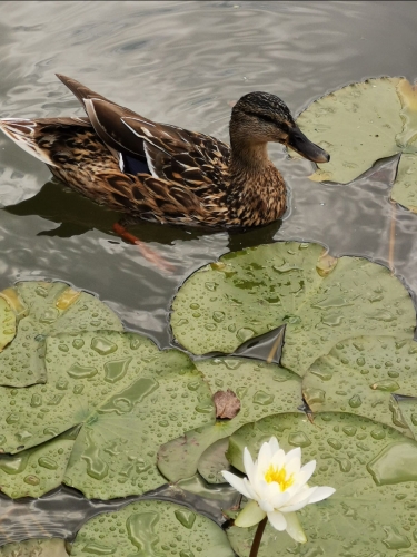 Preview: Seerose Schnee-Weiß mit Ente